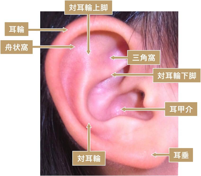 耳の変形 耳介変形の種類 症状など 市川総合病院 形成外科
