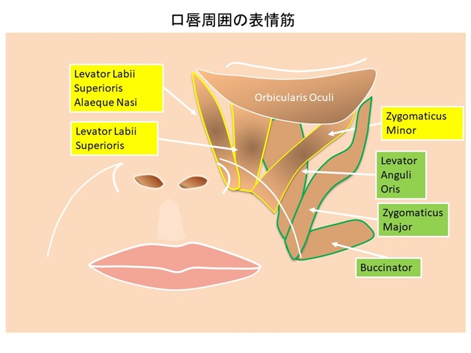 口唇周囲の筋肉の図